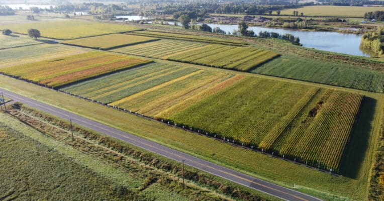 Aerial image of row crop research plots