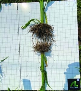 AgroLiquid and corn silage: More milk, better feed, higher profits